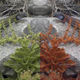 Image for article titled New Software Lets You See the World Through Animal Eyes